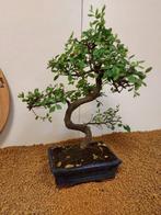 Japanese iep bonsai (Zelkova) - Hoogte (boom): 38 cm -