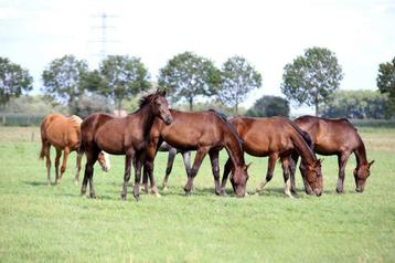 Veulenopfok / opfok voor jonge paarden stalling / weidegang beschikbaar voor biedingen
