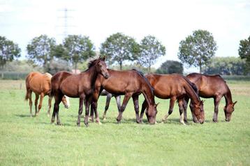 Veulenopfok / opfok voor jonge paarden stalling / weidegang