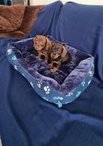 kleine dwerg / kaninchen teckel puppies!  teefjes., Parvo, 8 tot 15 weken, Meerdere, Nederland