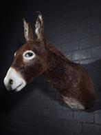 African Donkey Taxidermie wandmontage - Equus africanus, Nieuw