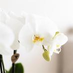 Kolibri Company | Plantenset Witte Phalaenopsis Orchidee Ama, Verzenden