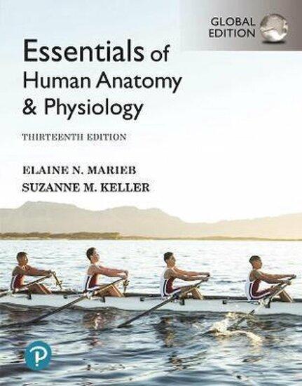 9781292401942 | Essentials of Human Anatomy & Physiology,..., Boeken, Studieboeken en Cursussen, Verzenden