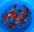 Hirasawa Marusei 27-35cm - Showa, Kohaku (Japanse Koi)
