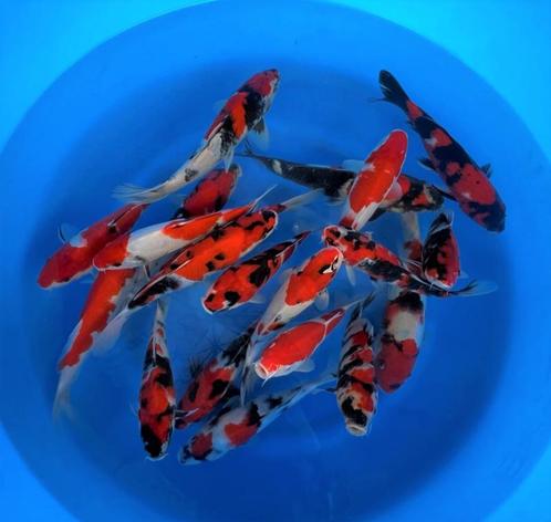 Hirasawa Marusei 27-35cm - Showa, Kohaku (Japanse Koi), Dieren en Toebehoren, Vissen | Vijvervissen