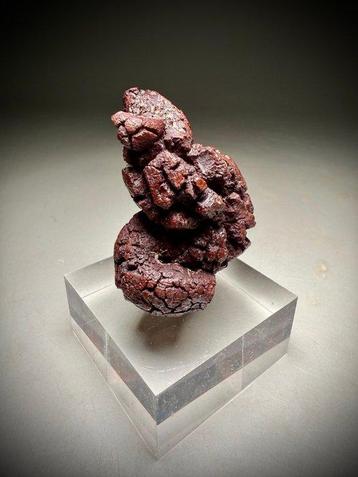 Versteende poep - Fossiel fragment - Coprolite on elegant beschikbaar voor biedingen