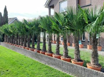 Trachycarpus Fortunei, winterharde palmboom/palmbomen