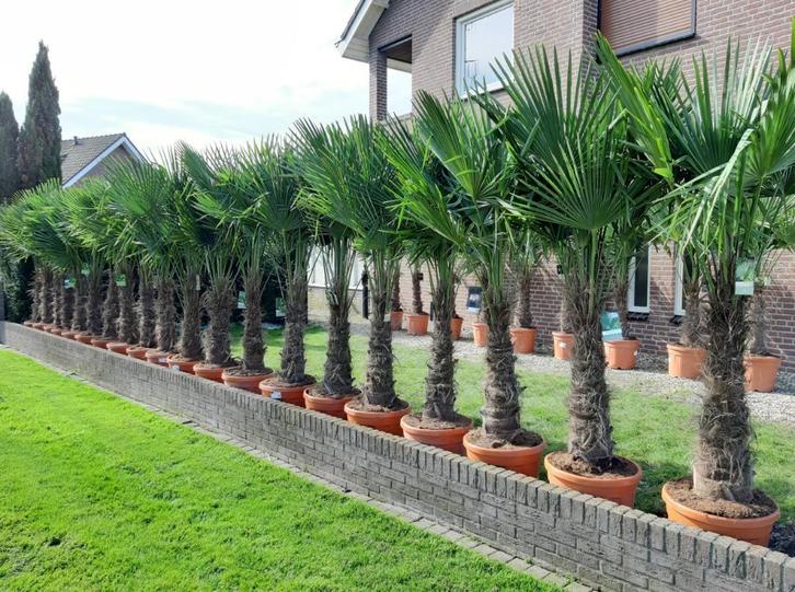 Trachycarpus Fortunei, winterharde palmboom/palmbomen, Tuin en Terras, Planten | Bomen, Ophalen