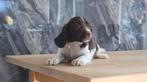 Lieve Engelse springer spaniel pups te koop, Parvo, Nederland, 8 tot 15 weken, Meerdere