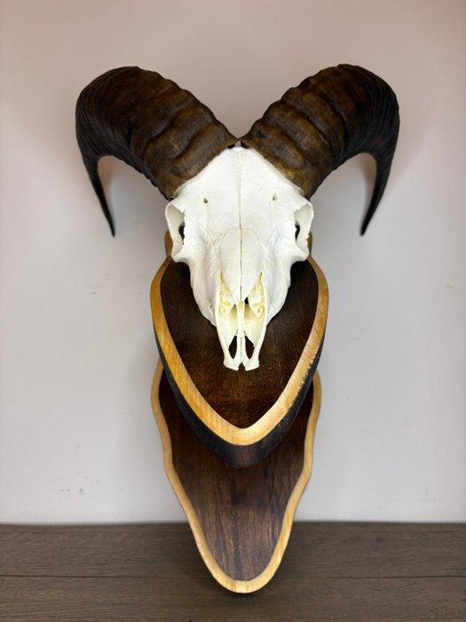Mouflon Schedel van een zoogdier - Ovis gmelini - 50 cm - 40, Antiek en Kunst, Curiosa en Brocante