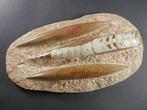Orthoceras - Gefossiliseerd dier - 25 cm (Zonder