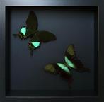 Vlinder Taxidermie volledige montage - Papilio pernathus x, Verzamelen, Nieuw