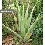 Aloe Vera Waardevol Voor Uw Gezondheid 9789066111189, Boeken, Verzenden, Gelezen, R. Duynstee