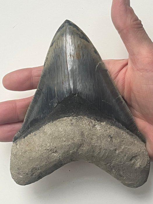 Grote Megalodon tand 14,9 cm - Fossiele tand - Carcharocles, Verzamelen, Mineralen en Fossielen