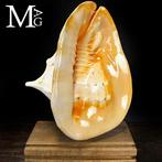 Exemplaar van mariene fauna - extra groot met hoorns -, Nieuw