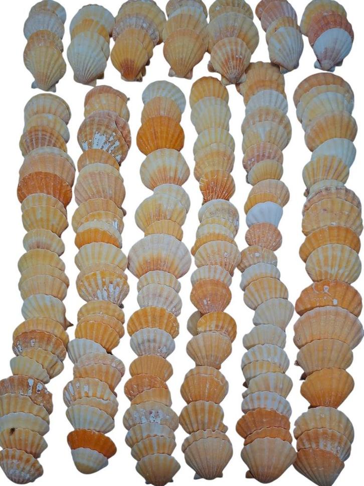 Pecten Vexillum Jacobsschelp Oranje ca. 4 cm 1 kilo, Hobby en Vrije tijd, Knutselen, Nieuw, Ophalen of Verzenden