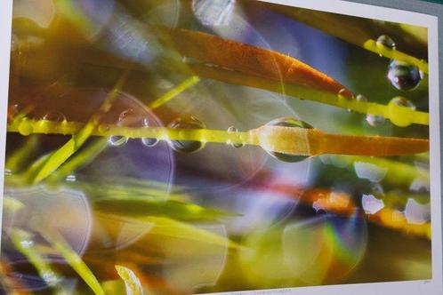 Inna Etuvgi - Mossy Dreamscape, Antiek en Kunst, Kunst | Designobjecten