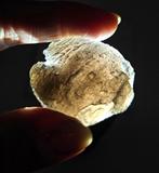 Agni Manitite, Ophalen of Verzenden