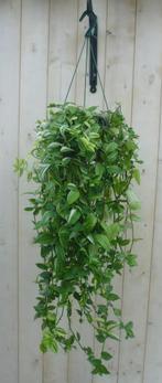 Hangplant Tradescantia geel groen - Warentuin Natuurlijk, Huis en Inrichting, Kamerplanten, Verzenden
