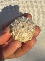 Zee-egel - Gefossiliseerd dier - Conopygus - 3,3 cm (Zonder