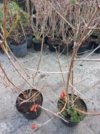 Viburnum opulus Roseum, Ophalen