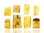 Birmese Amber - Fossiele cabochon - Lot of 8 Pieces - with a