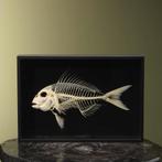 Vis Skelet Taxidermie Opgezette Dieren By Max, Ophalen of Verzenden, Nieuw, Wild dier, Opgezet dier
