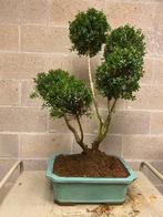 Japanese holly bonsai (Ilex crenata) - Hoogte (boom): 80 cm, Antiek en Kunst