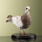 Duif Taxidermie Opgezette Dieren By Max, Verzamelen, Dierenverzamelingen, Ophalen of Verzenden, Nieuw, Vogel, Opgezet dier