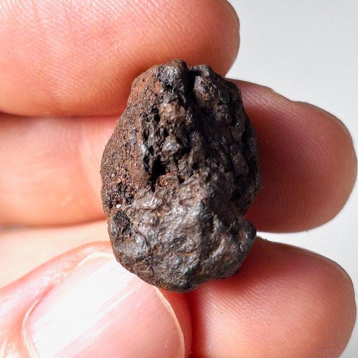 Pallasiet NWA 18057 meteoriet - 6.8 g, Verzamelen, Mineralen en Fossielen