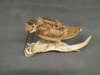 Houtsnip Taxidermie volledige montage - Woodcock Scolopax, Nieuw