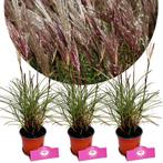 Miscanthus sinensis Red Chief+ Pot 12cm 3 stuk, Tuin en Terras, Planten | Fruitbomen, Halfschaduw, Verzenden