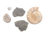Vier ammonieten en een gefossiliseerde schelp, Frankrijk