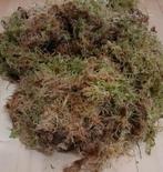 Sphagnum mos in bakje/zakje (los circa 3 liter) - Warentuin, Nieuw, Verzenden