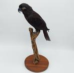 Black Lory - Taxidermie volledige montage - Chalcopsitta, Verzamelen, Dierenverzamelingen, Nieuw