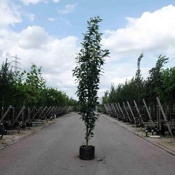 Japanse sierkers zuilboom | Prunus Amanogawa | Sierkers