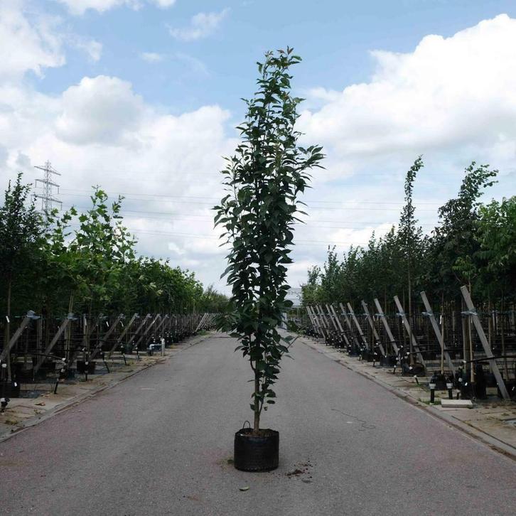 Japanse sierkers zuilboom | Prunus Amanogawa | Sierkers, Tuin en Terras, Planten | Bomen