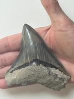 Megalodon tand 10,4 cm - Fossiele tand - Carcharocles