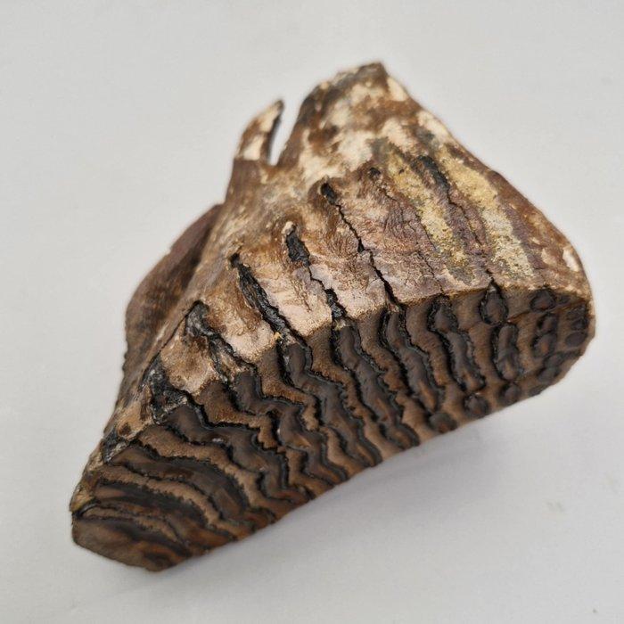 Wolharige mammoet - Fossiele kies - Mammuthus primigenius -, Verzamelen, Mineralen en Fossielen