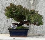 Jeneverbes bonsai (Juniperus) - Hoogte (boom): 10 cm -