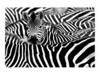 Glasschilderij Zebra S083, Huis en Inrichting, Woonaccessoires | Overige, Ophalen of Verzenden, Nieuw