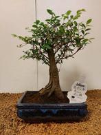 Japanese iep bonsai (Zelkova) - Hoogte (boom): 27 cm -