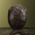Schildpad Schild Taxidermie Opgezette Dieren By Max, Verzamelen, Dierenverzamelingen, Ophalen of Verzenden, Nieuw, Reptiel of Amfibie