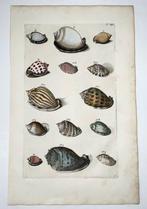Maria Sibylla Merian; Georg Eberhard Rumphius - Exotic Sea