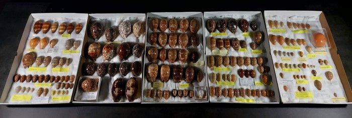 Enorme collectie van zeldzame cyperassen Taxidermie, Antiek en Kunst, Curiosa en Brocante