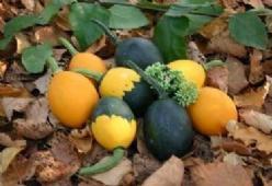 Goblin Egg Mix - 250 zaden Goblin Egg Mix, Hobby en Vrije tijd, Knutselen, Nieuw, Ophalen of Verzenden