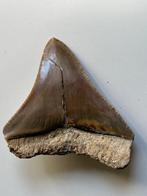 Megalodon tand 7,1 cm - Fossiele tand - Carcharocles
