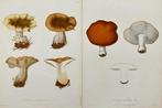 Elias Fries - Hydnum Politum / Hedgehog Mushroom - Hydnum