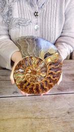 Nautilus - Fossiel skelet - Ammonite Cleoniceras - Large -, Nieuw