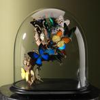 Vlinders in Stolp Taxidermie Opgezette Dieren By Max, Ophalen of Verzenden, Nieuw, Insect, Opgezet dier